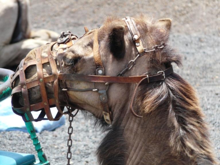 Foto de Lanzarote (Las Palmas), España