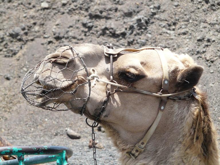 Foto de Lanzarote (Las Palmas), España