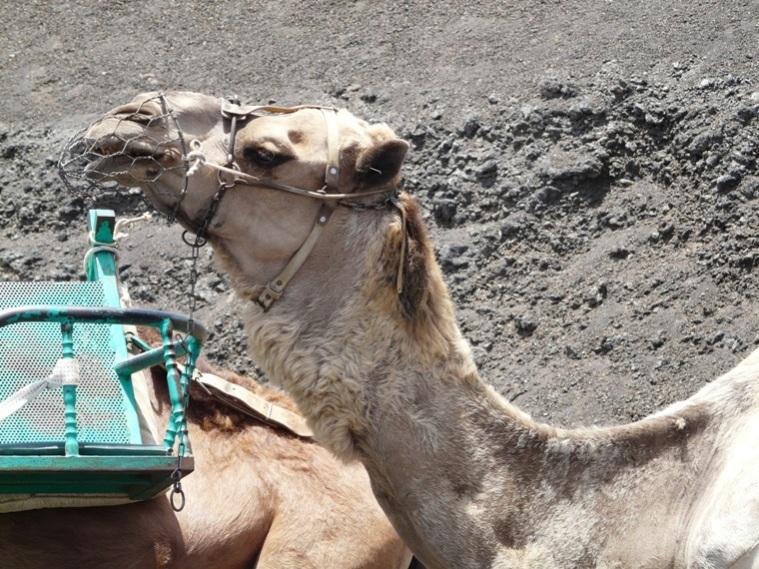 Foto de Lanzarote (Las Palmas), España