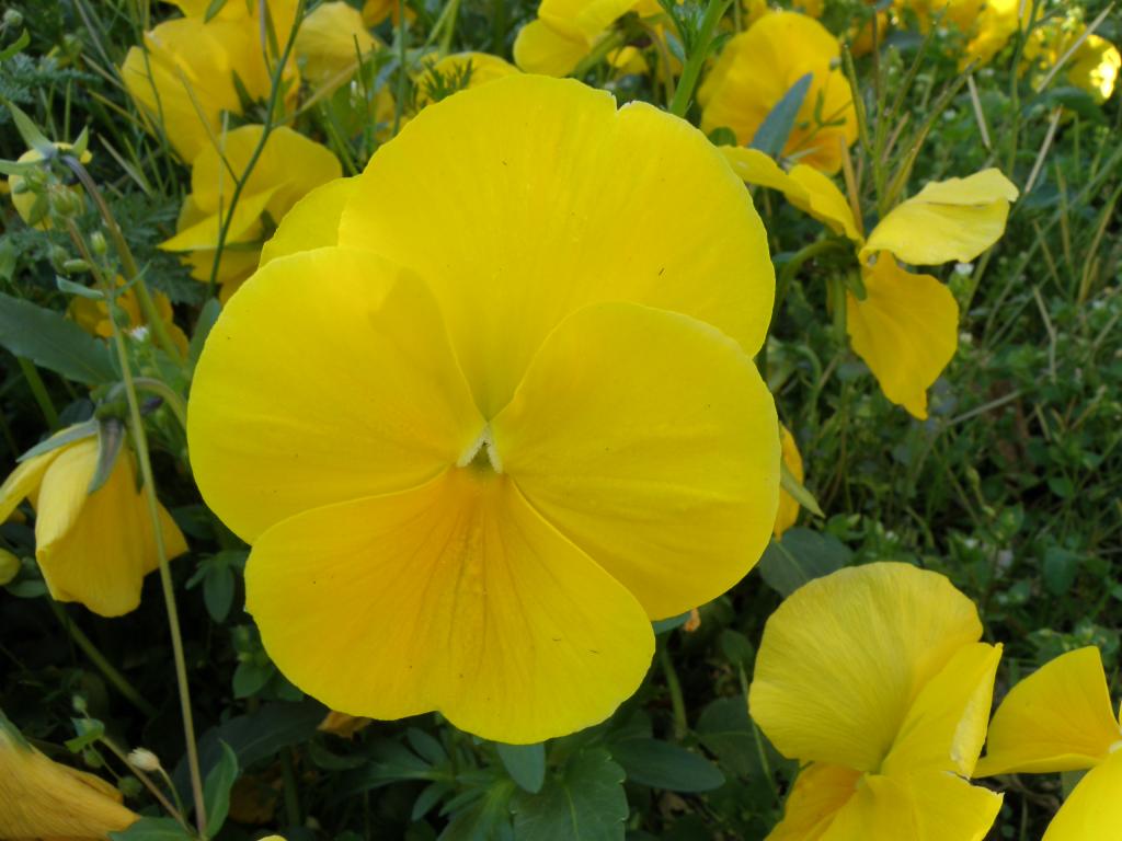 Foto de Villa General Belgrano (Córdoba), Argentina