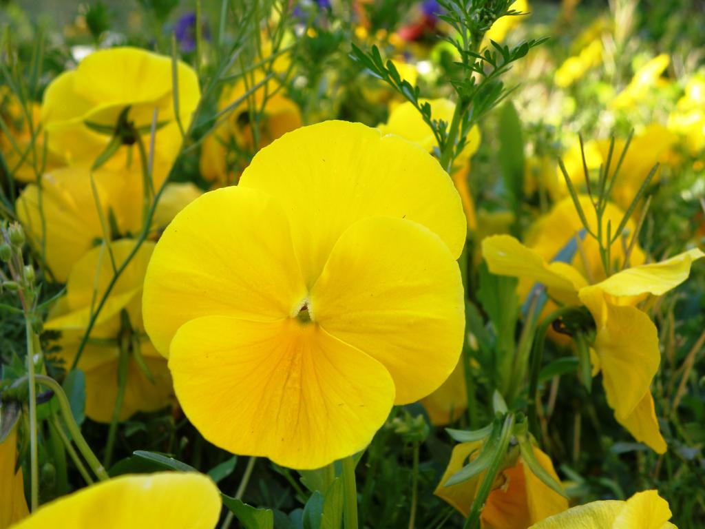 Foto de Villa General Belgrano (Córdoba), Argentina