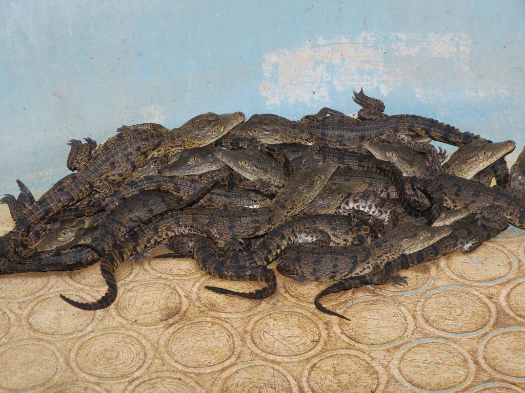 Foto de Tecomán (Colima), México