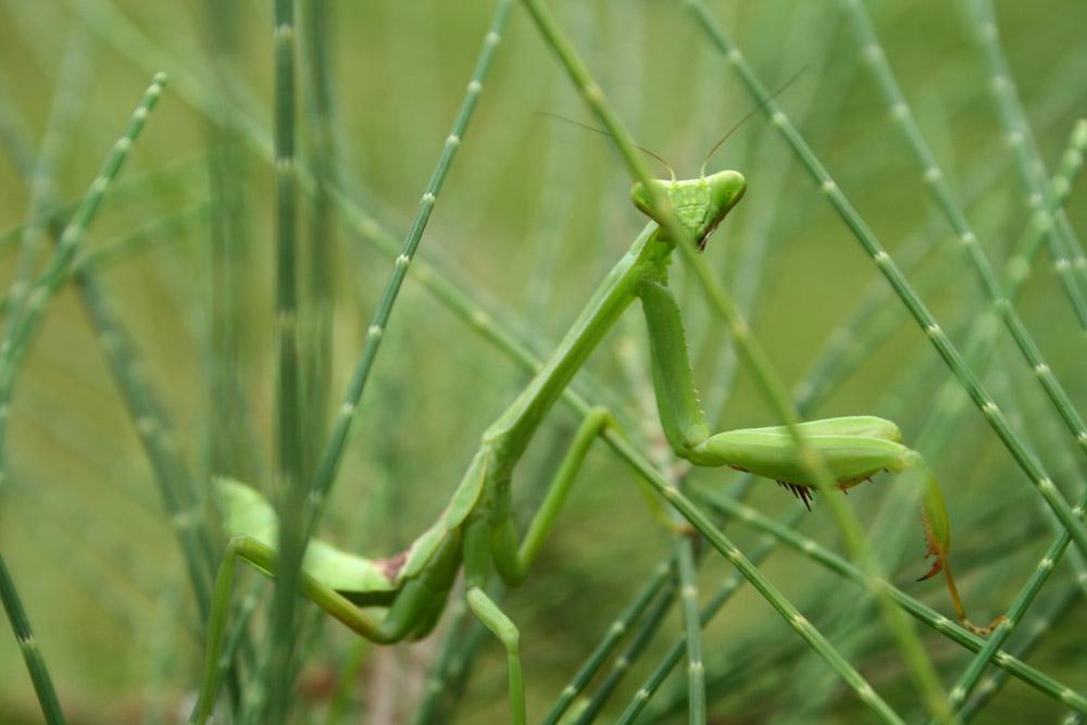 Foto de Girona (Cataluña), España