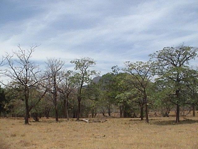 Foto de Palos Negros (Guanacaste), Costa Rica