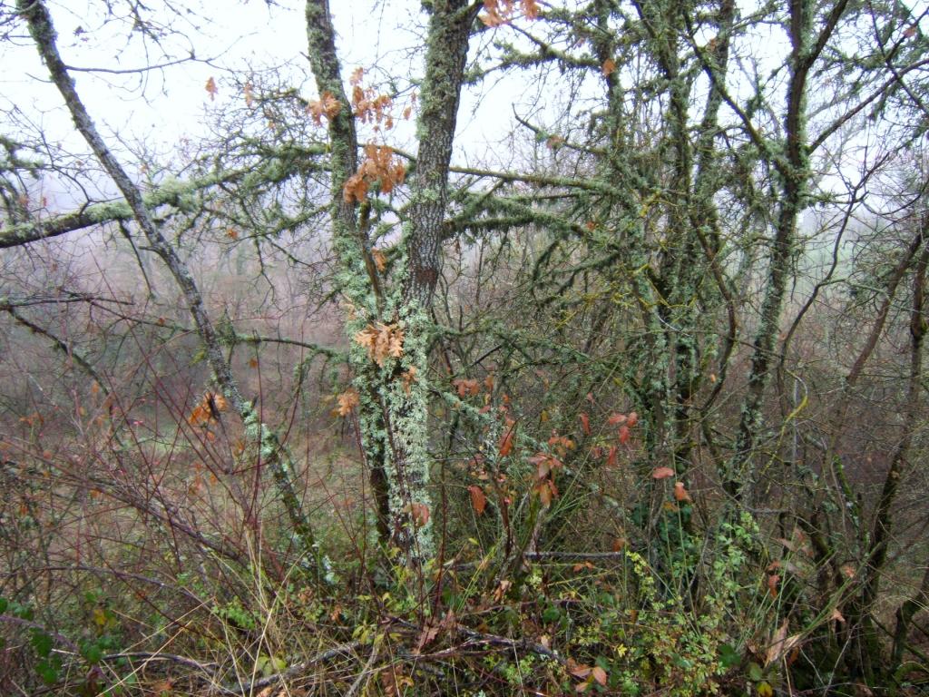 Foto de Villafranca (Burgos), España
