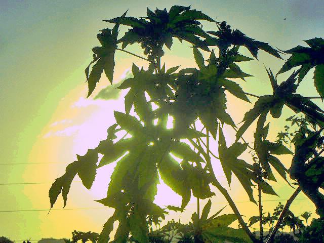 Foto de Tartagal (Salta), Argentina