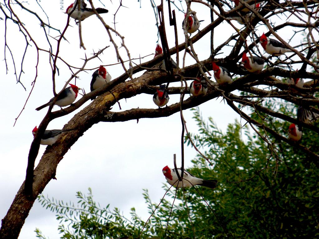 Foto de Tartagal (Salta), Argentina
