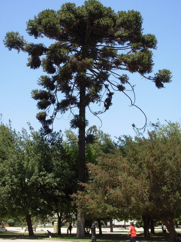 Foto de Santiago, Chile