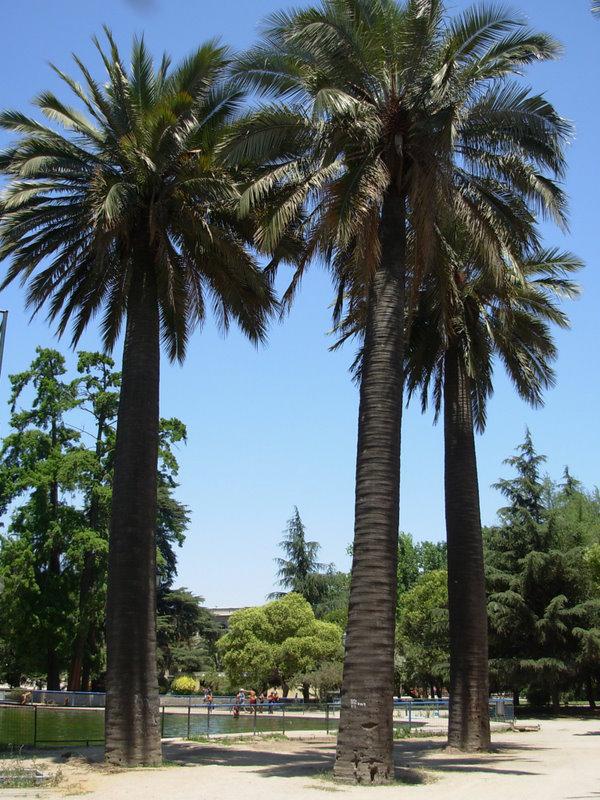 Foto de Santiago, Chile