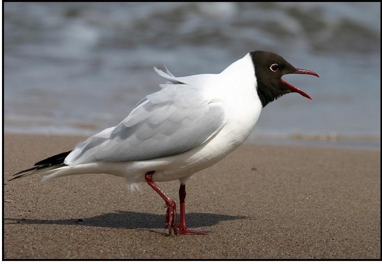 Foto de Barcelona (Cataluña), España