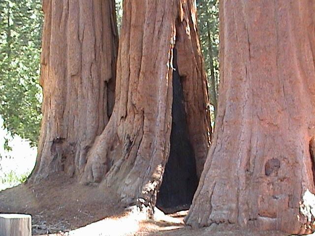 Foto de Sequoia National Park (California), Estados Unidos