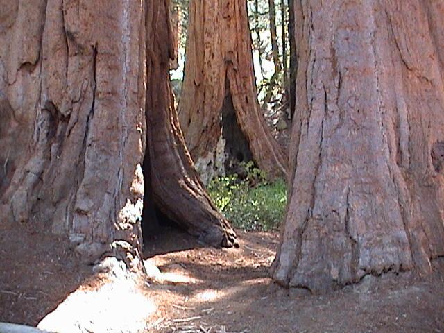 Foto de Sequoia National Park (California), Estados Unidos