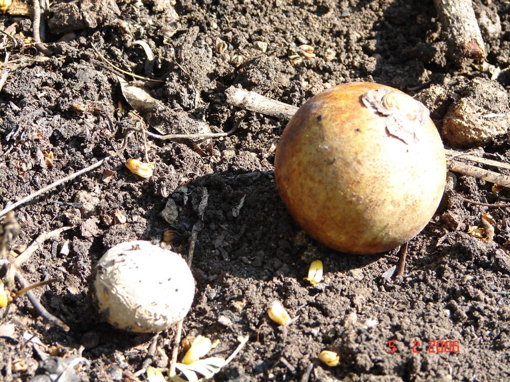 Foto de Caldera (Puntarenas), Costa Rica