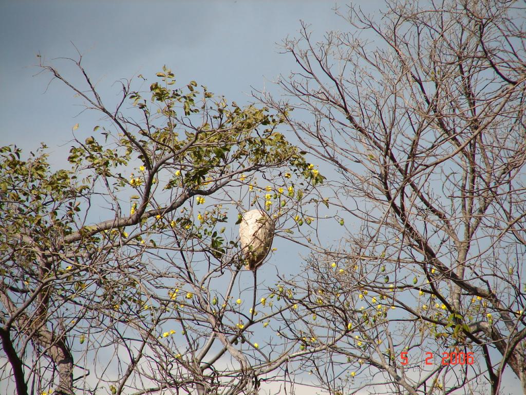 Foto de Caldera (Puntarenas), Costa Rica