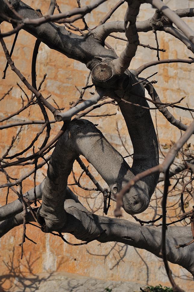 Foto de Peñíscola (Castelló), España