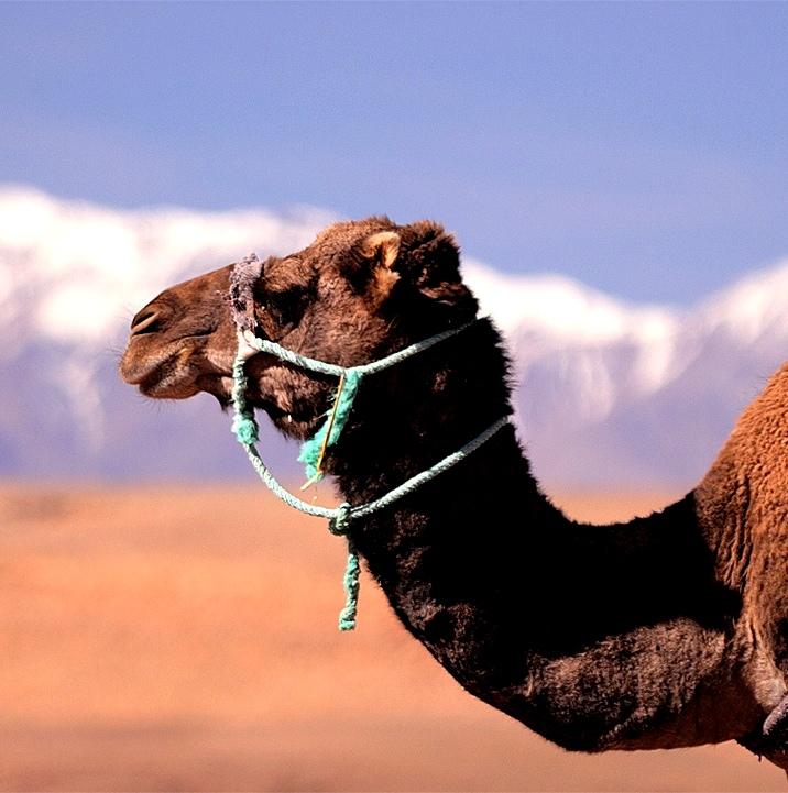 Foto de Lanzarote (Las Palmas), España