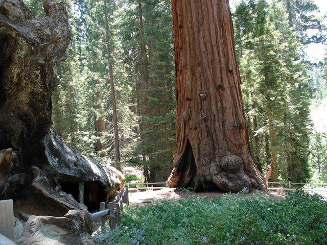 Foto de Sequoia National Park (California), Estados Unidos