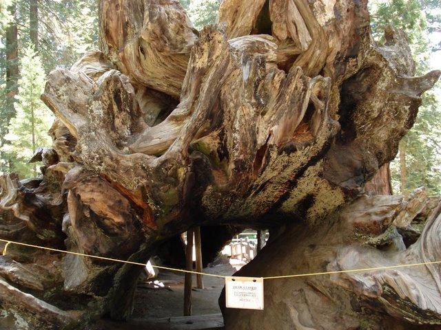 Foto de Sequoia National Park (California), Estados Unidos