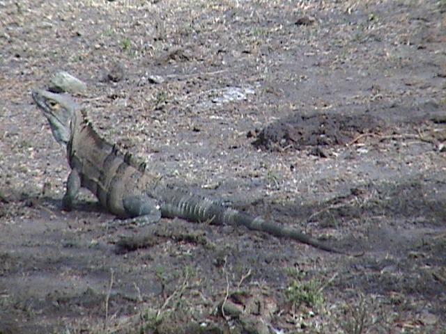 Foto de Palos Negros (Guanacaste), Costa Rica