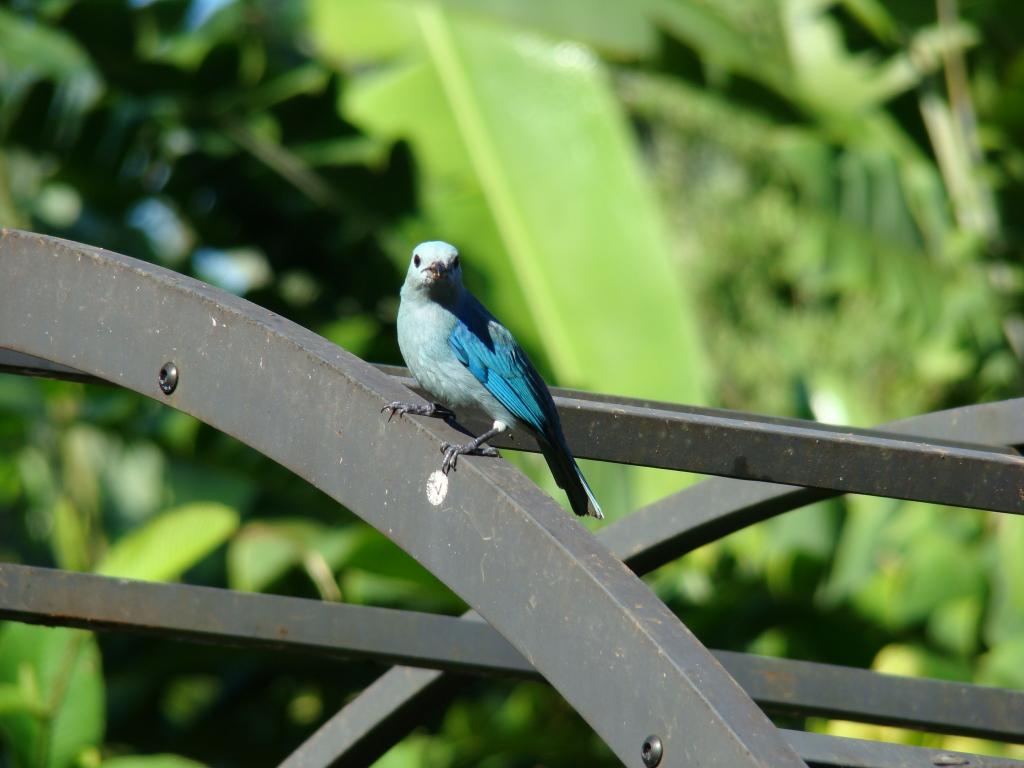 Foto de Sarapiqui, Costa Rica