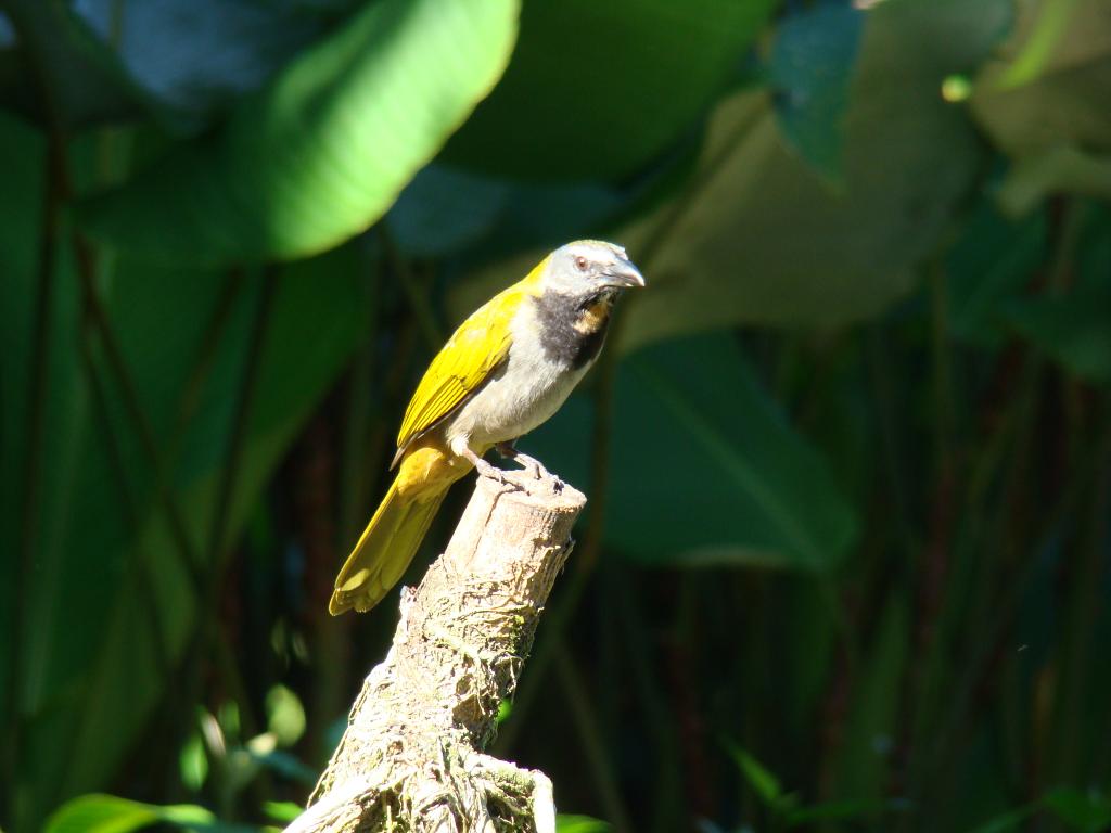 Foto de Sarapiqui, Costa Rica