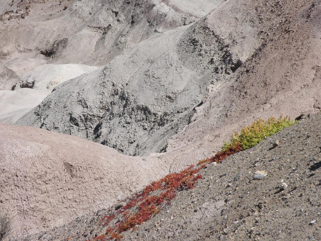 Foto de Ischigualasto (San Juan), Argelia