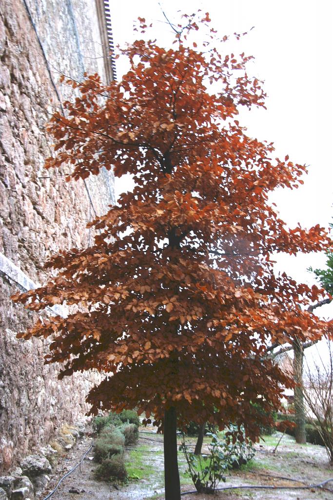Foto de Lerma (Burgos), España