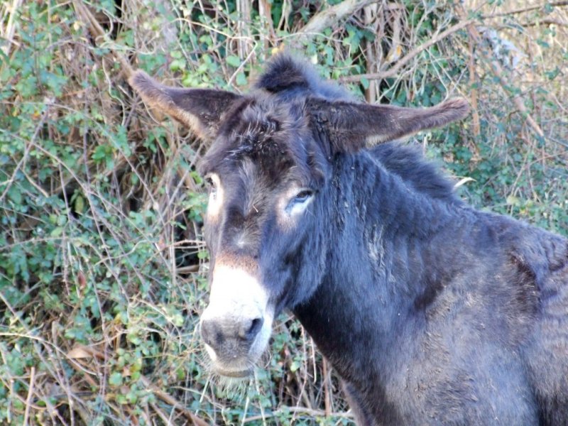Foto de Parbayon (Cantabria), España