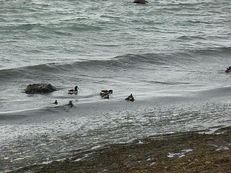 Foto de Puerto Natales, Chile