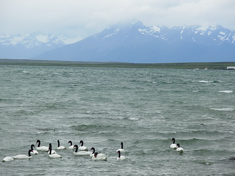 Foto de Puerto Natales, Chile