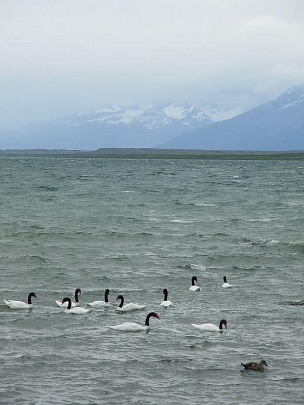 Foto de Puerto Natales, Chile