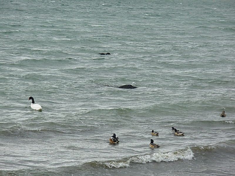 Foto de Puerto Natales, Chile