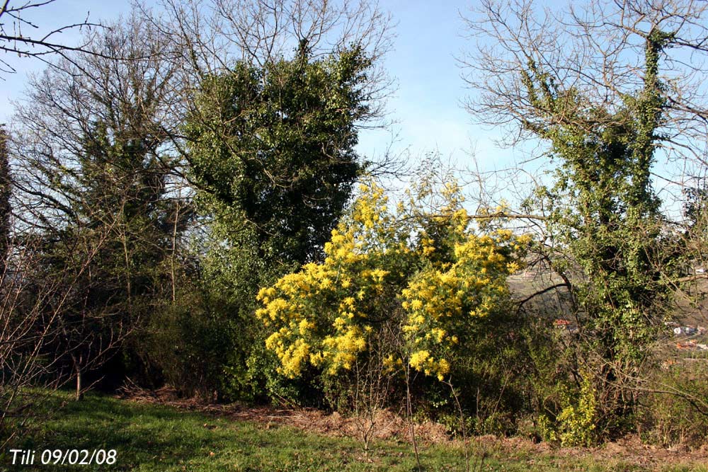 Foto de Figarines (Asturias), España