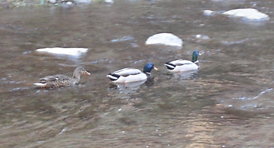 Foto de Camprodon (Girona), España