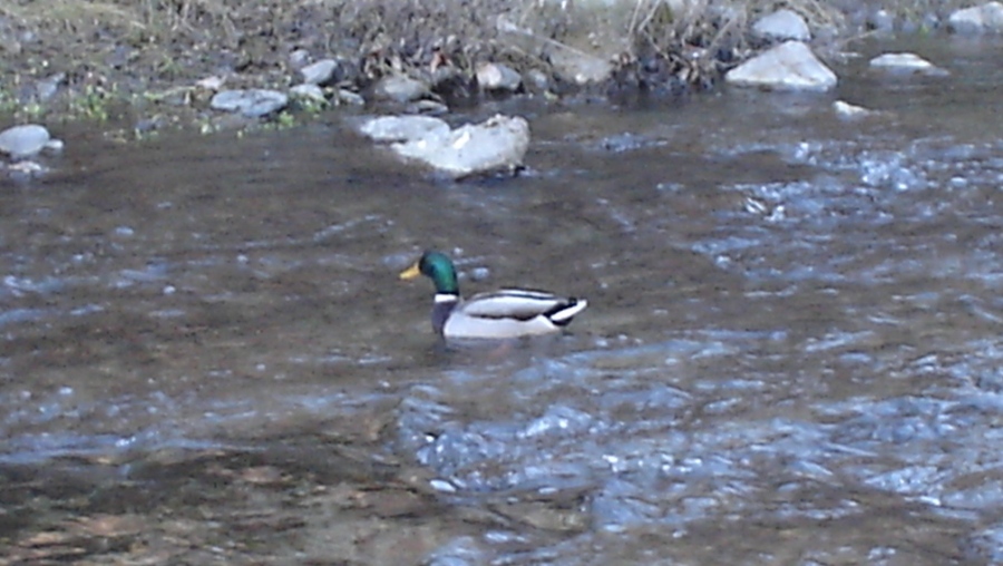 Foto de Camprodon (Girona), España