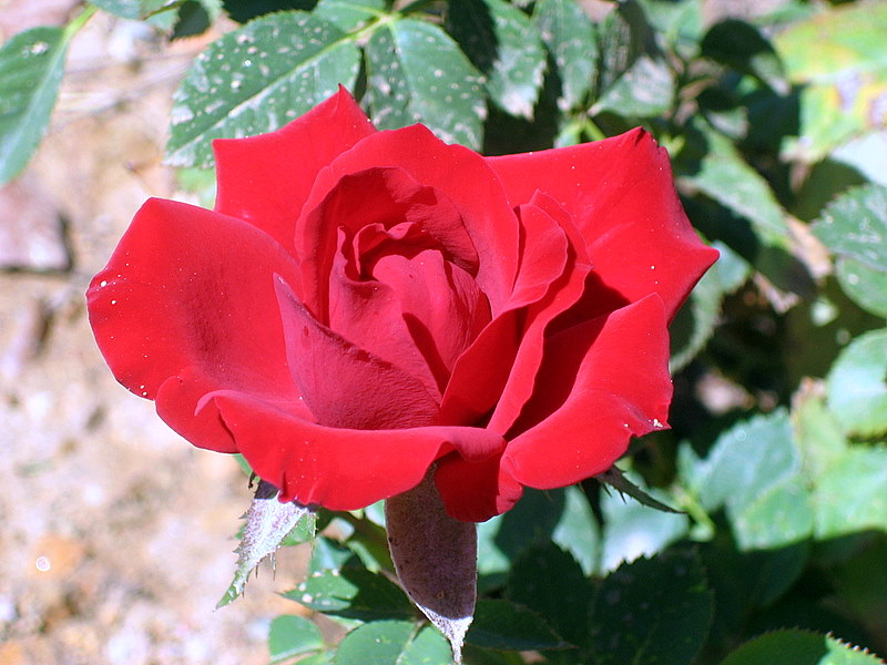 Foto de Córdoba (Andalucía), España