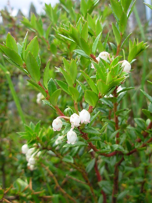 Foto de Punta Arenas, Chile