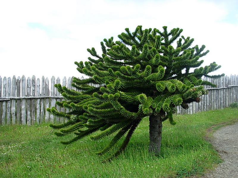 Foto de Punta Arenas, Chile