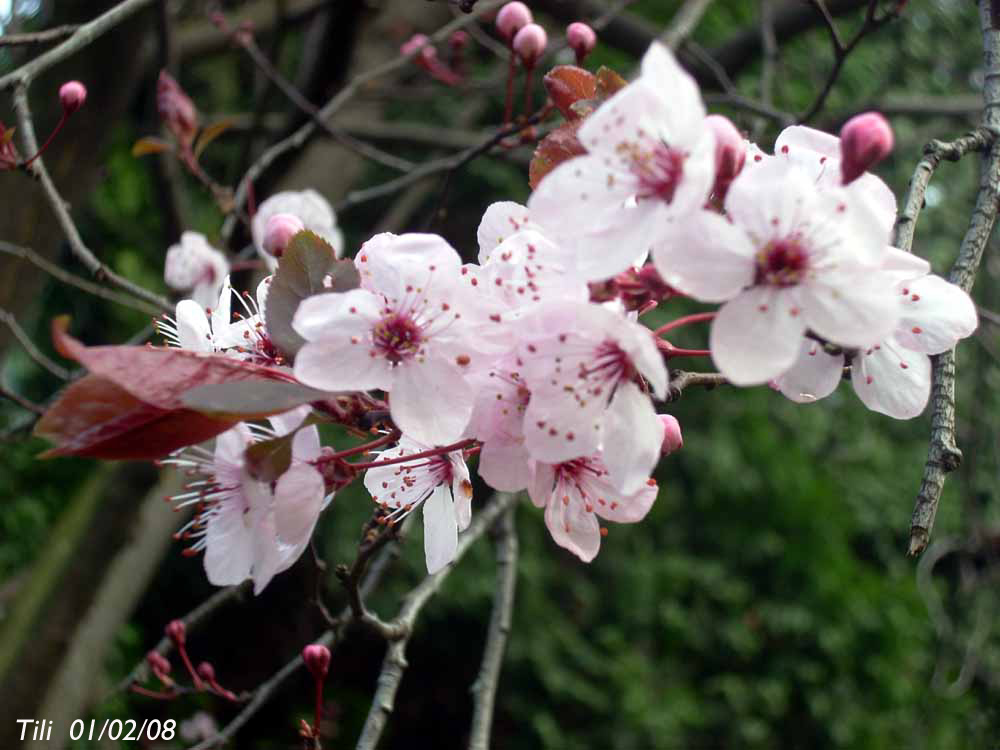 Foto de Oviedo (Asturias), España