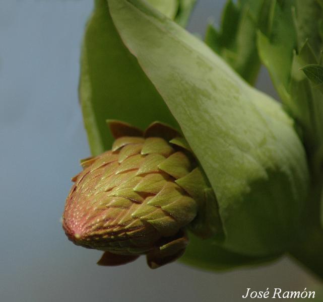 Foto de Jerez de la Frontera (Cádiz), España