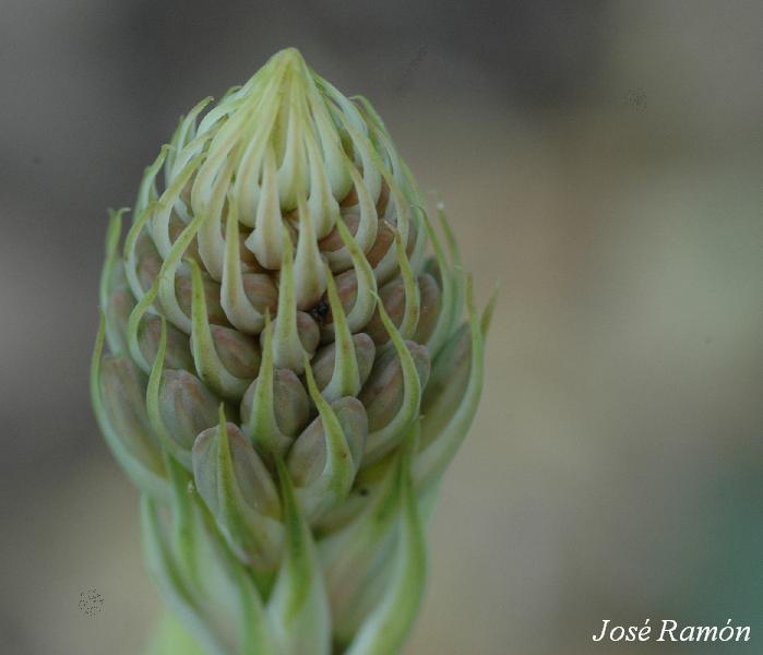 Foto de Jerez de la Frontera (Cádiz), España