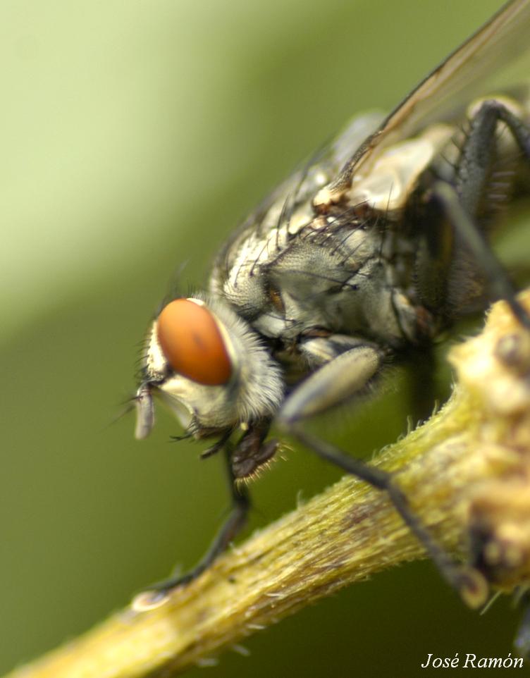Foto de Jerez de la Frontera (Cádiz), España