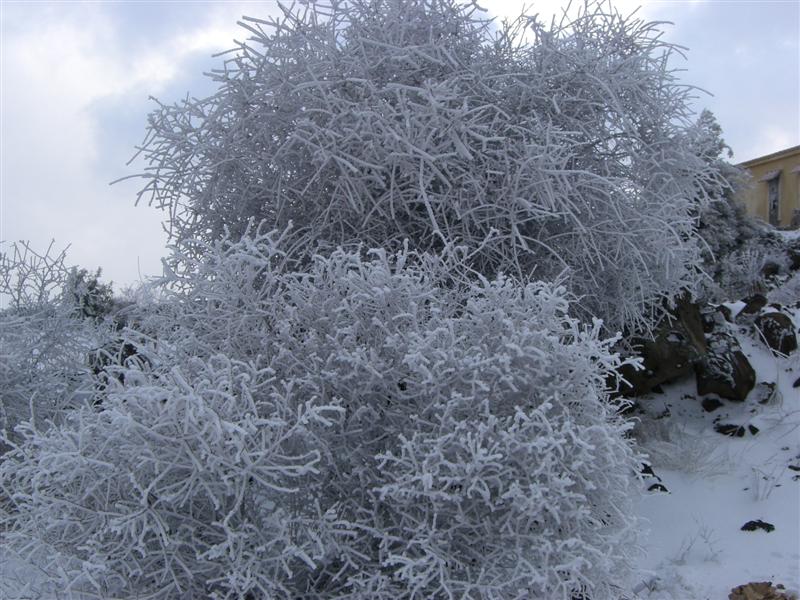 Foto de Sueda, La República Árabe Siria