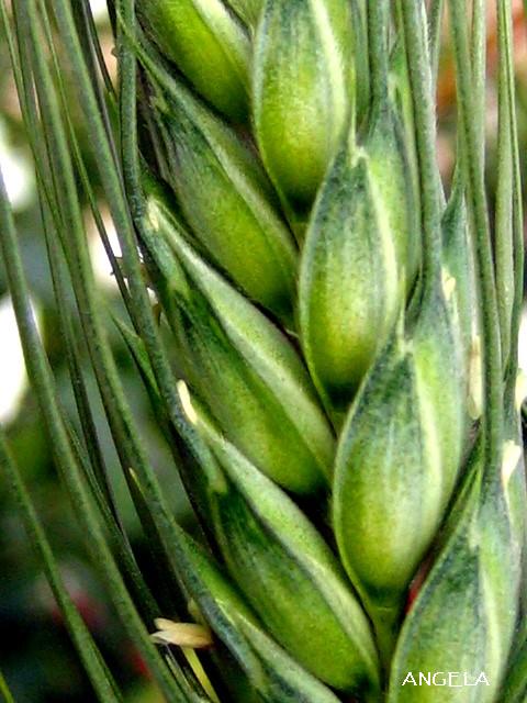 Foto de Córdoba (Andalucía), España