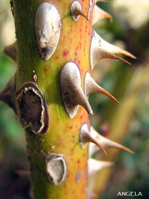 Foto de Córdoba (Andalucía), España