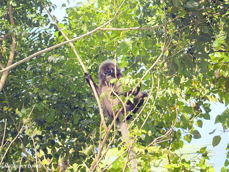 Foto de Phra Nang (Bahia de Railay), Tailandia