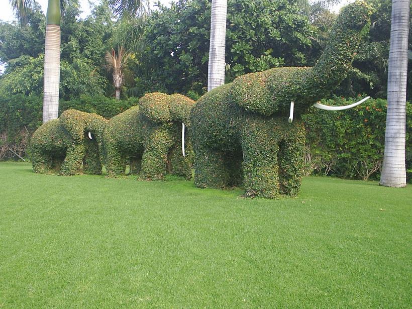 Foto de Puerto de la Cruz (Santa Cruz de Tenerife), España