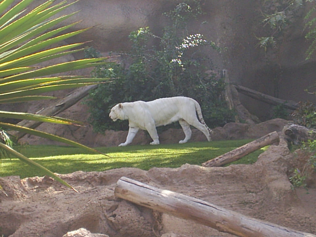 Foto de Puerto de la Cruz (Santa Cruz de Tenerife), España