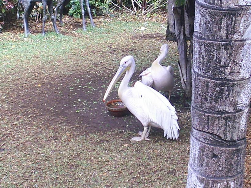 Foto de Puerto de la Cruz (Santa Cruz de Tenerife), España