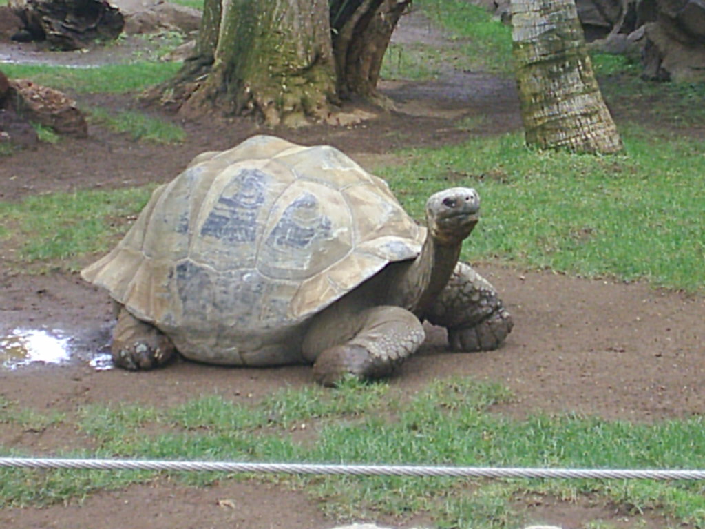 Foto de Puerto de la Cruz (Santa Cruz de Tenerife), España